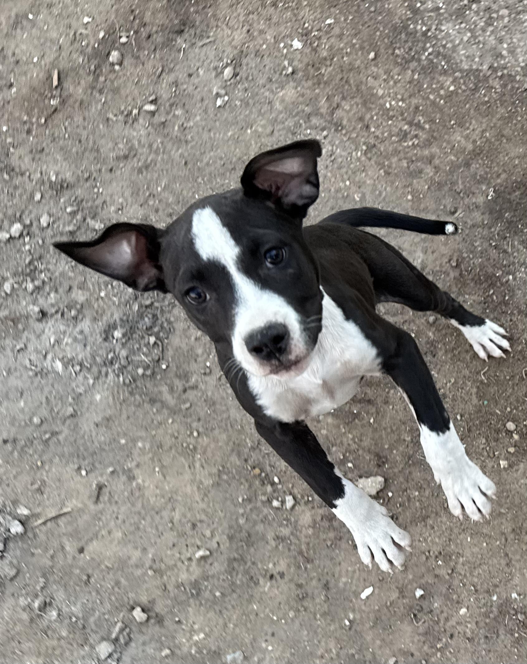 Enlarge Kai, a Adoptable American Staffordshire Terrier in Dallas, TX image 3/4