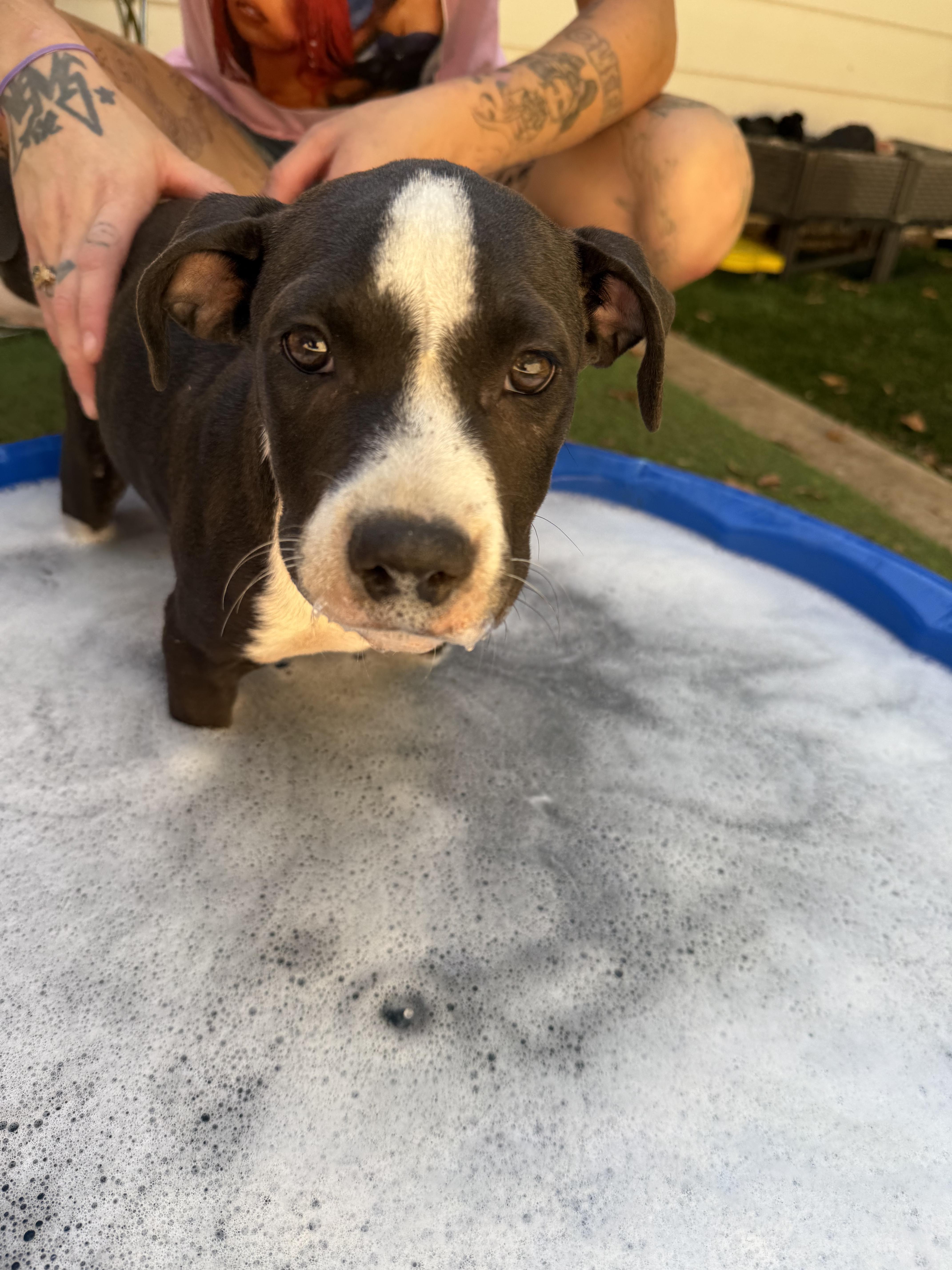 Enlarge Kai, a Adoptable American Staffordshire Terrier in Dallas, TX image 4/4
