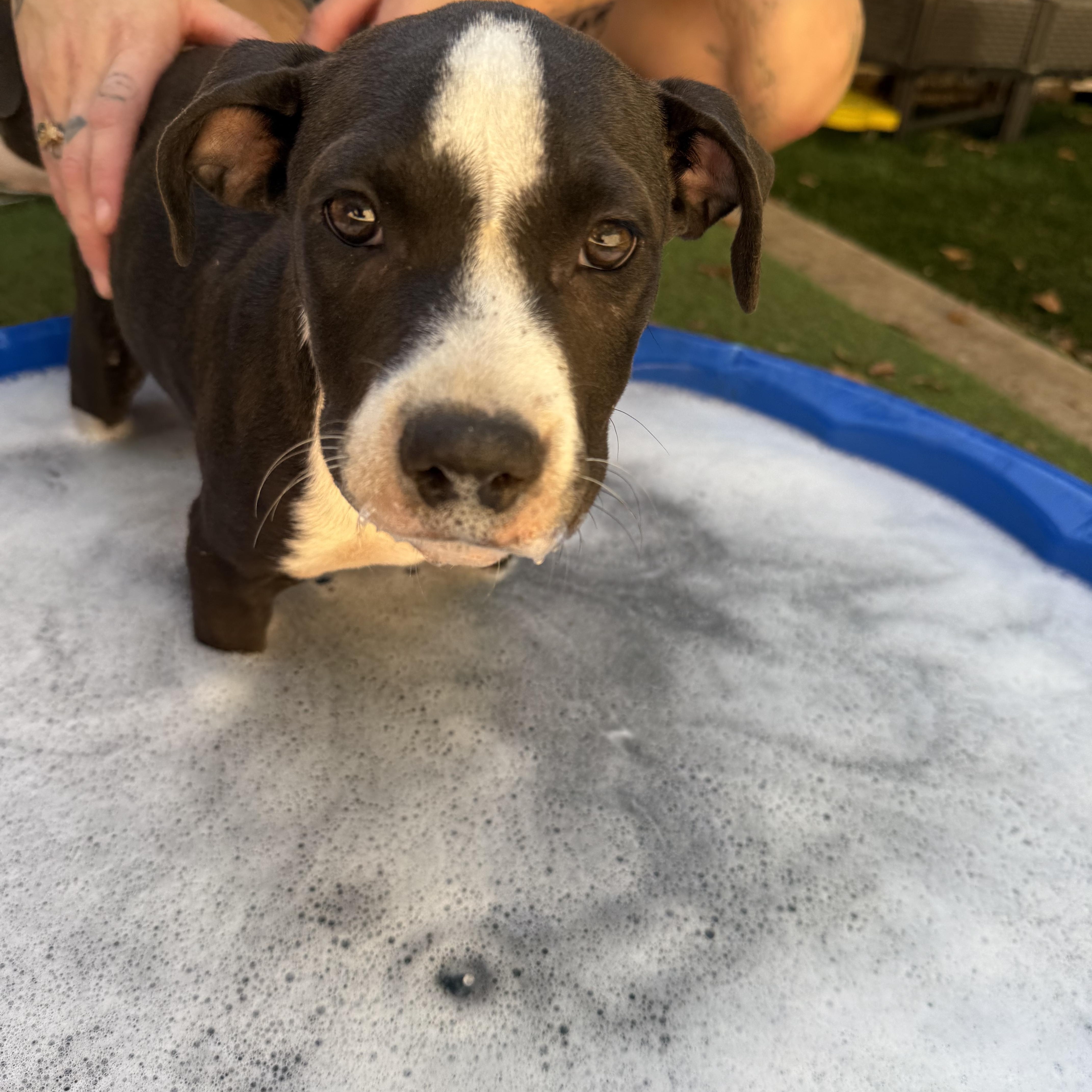 Enlarge Kai, a Adoptable American Staffordshire Terrier in Dallas, TX image 1/4