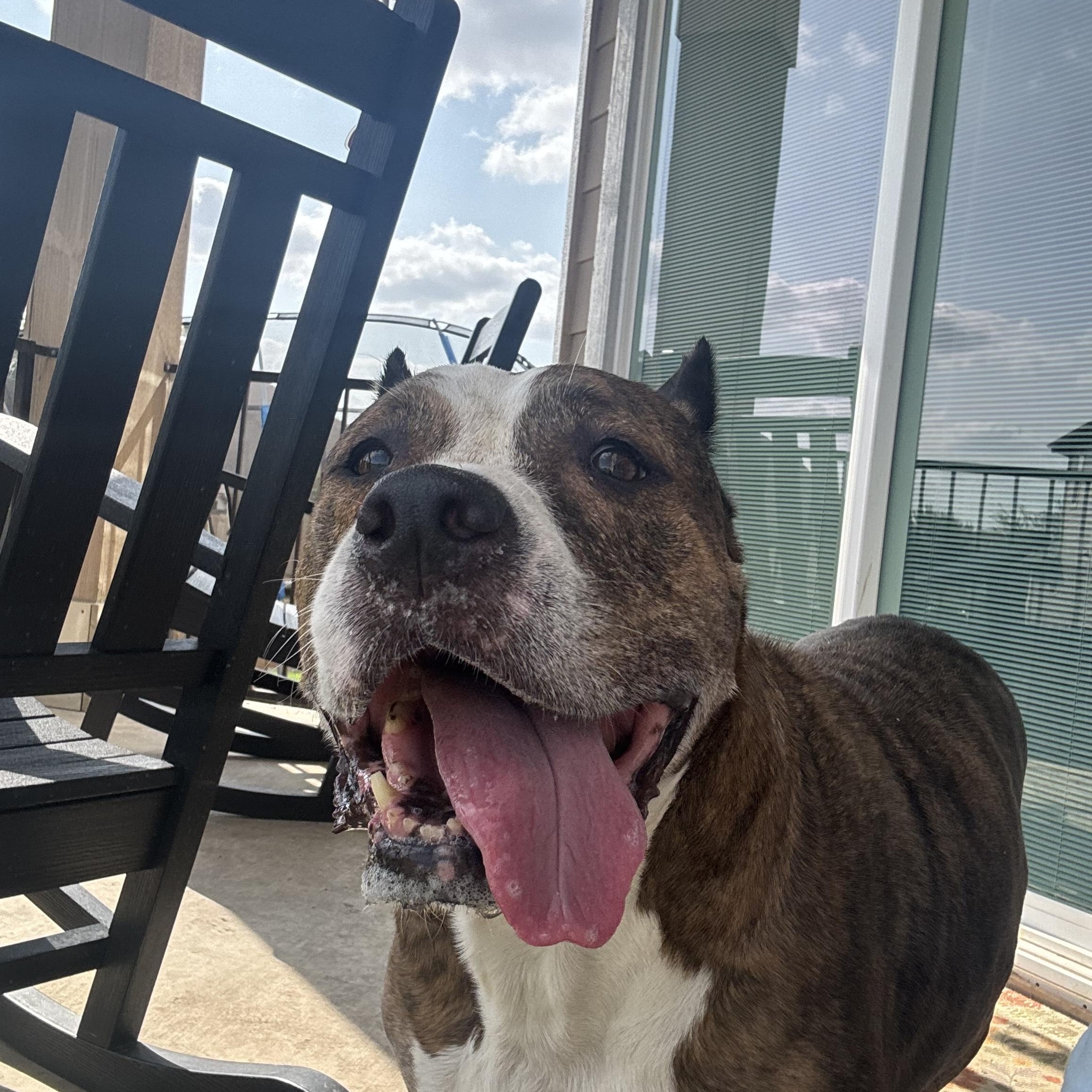 Khaleesi, a Adoptable mixed breed in Cibolo, TX image 1/2