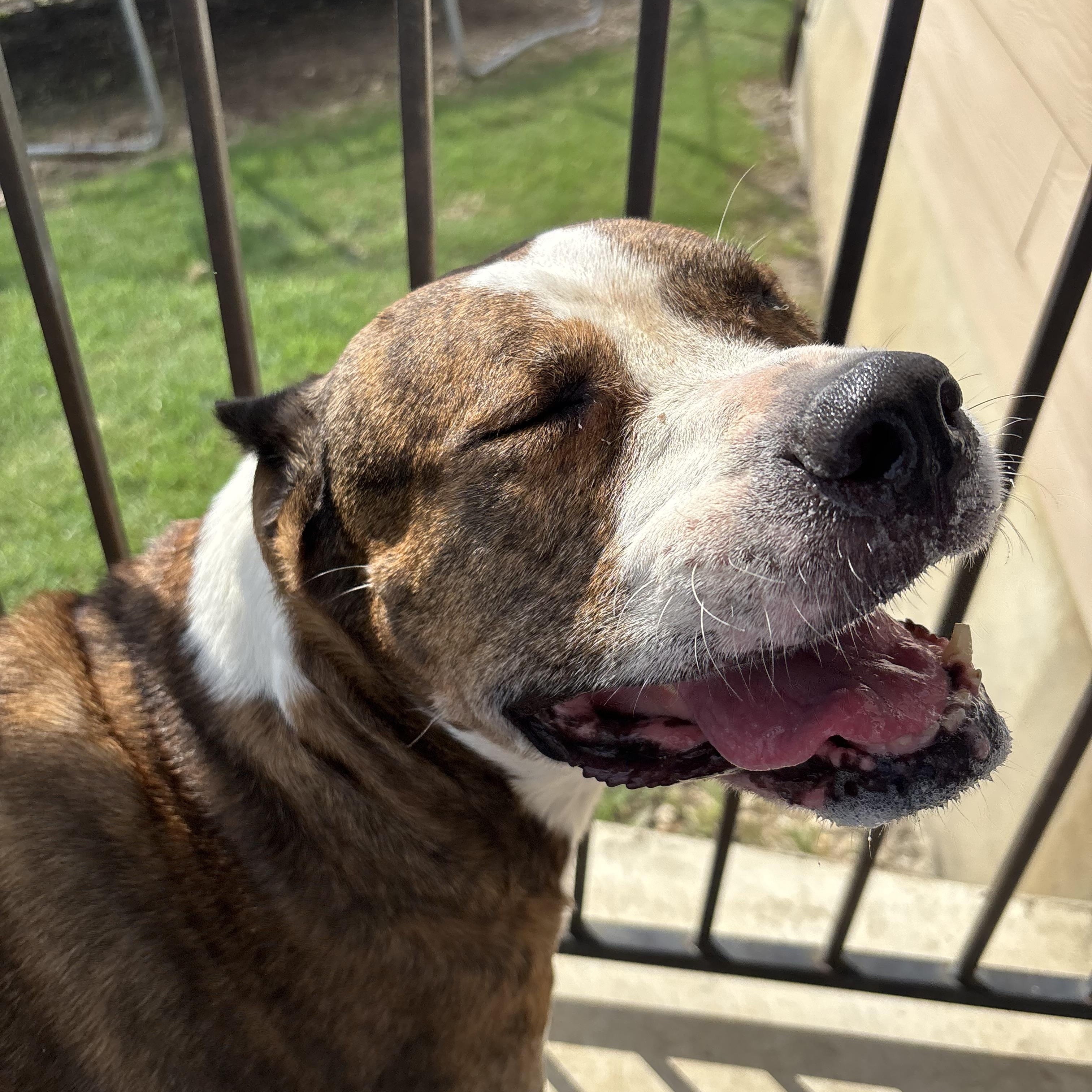 Khaleesi, a Adoptable mixed breed in Cibolo, TX image 2/2