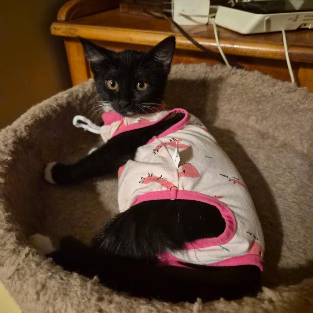 Patty, Adoptable, Kitten Female Domestic Short Hair.
