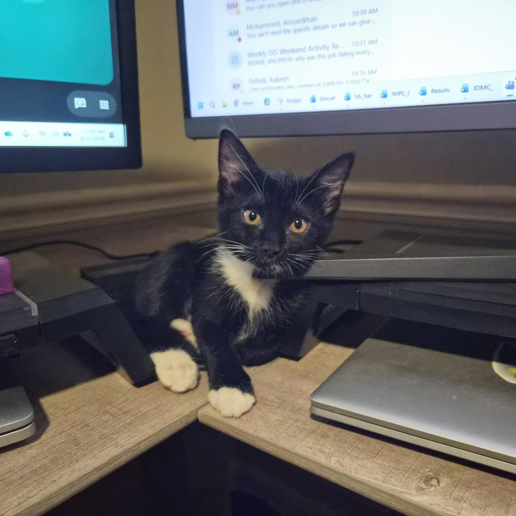 Enlarge Patty, a Adoptable Domestic Short Hair in Fayetteville, GA image 2/4