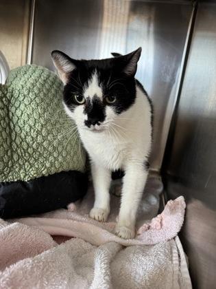 Enlarge Spot, a Adoptable Domestic Short Hair in Montclair, NJ image 1/1