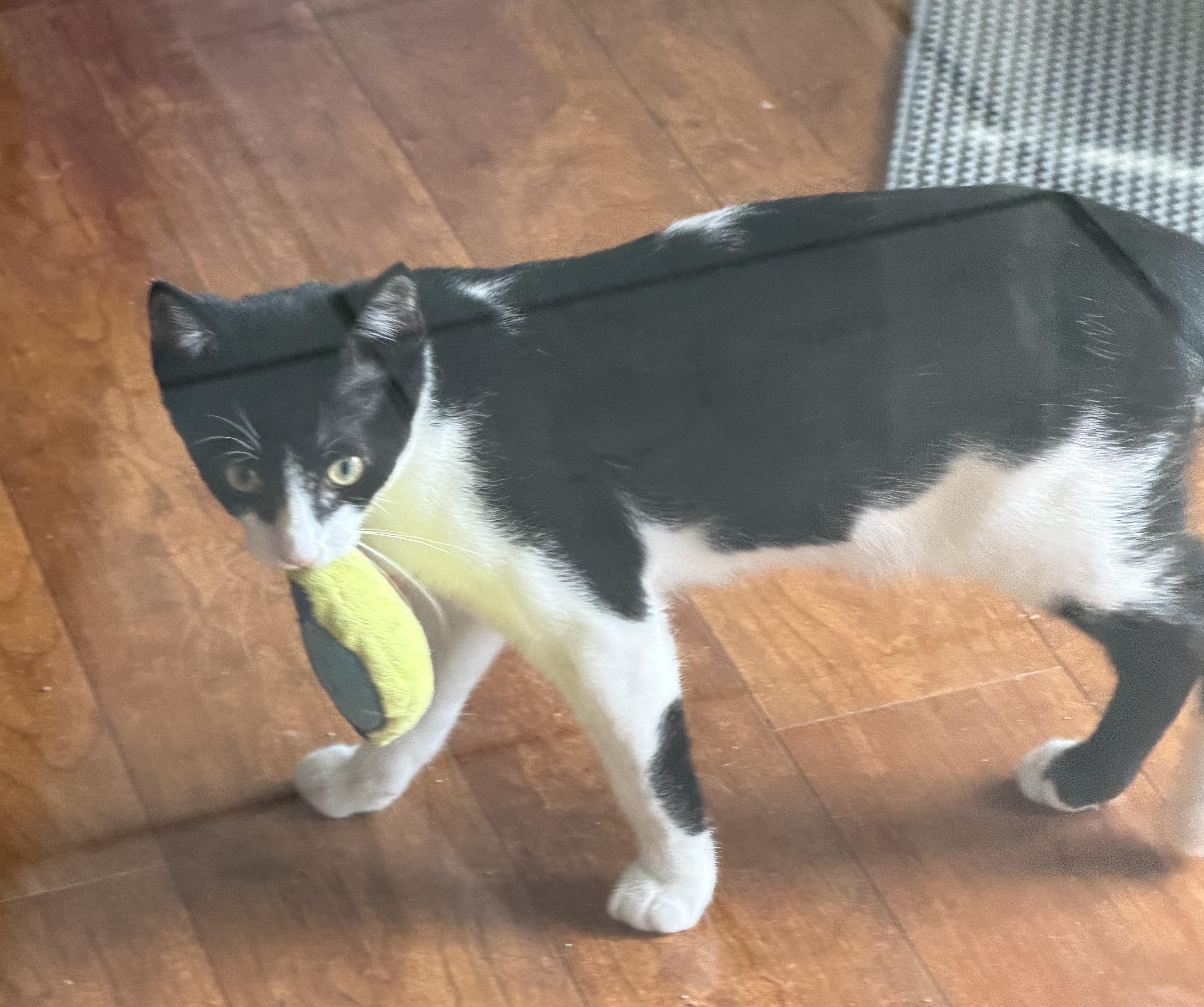 Enlarge Harold, a ADOPTABLE Domestic Short Hair in Williamsville, NY image 1/2