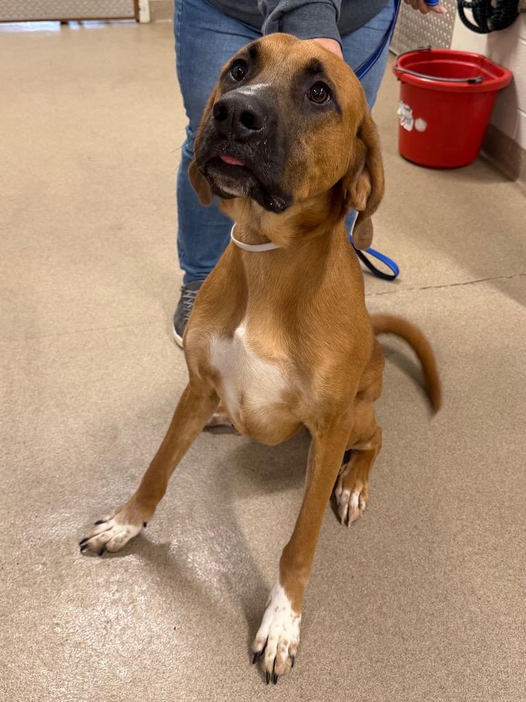 Copper, Adoptable, Young Male Coonhound & Great Pyrenees.