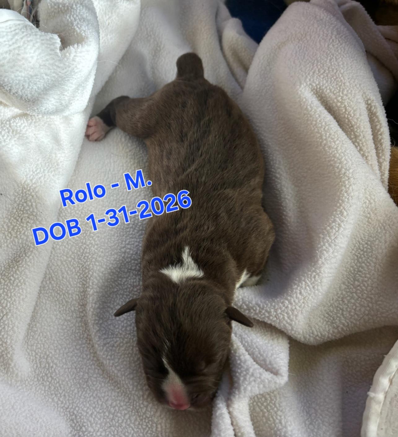 Rolo, Adoptable, Puppy Male German Shepherd Dog & Border Collie.