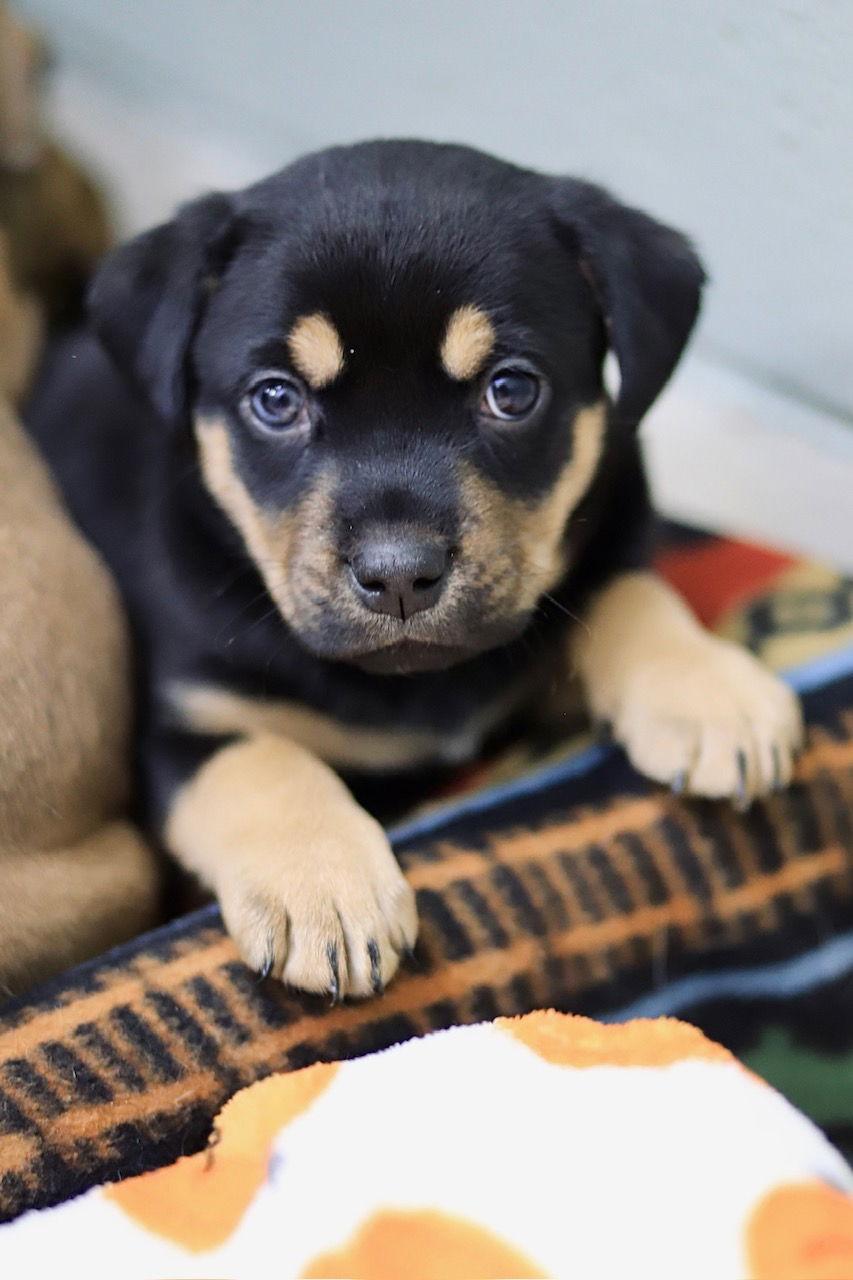 Ferrari — thumbnail 2