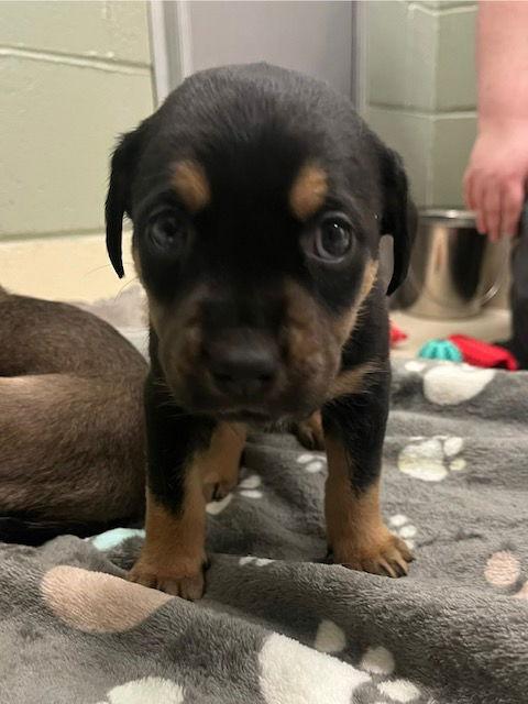 Ferrari — thumbnail 3