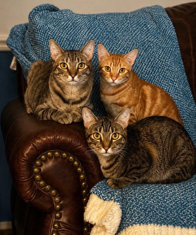 The Southern Belle Trio - NEEDS A MIRACLE, Adoptable, Young Female Domestic Short Hair.