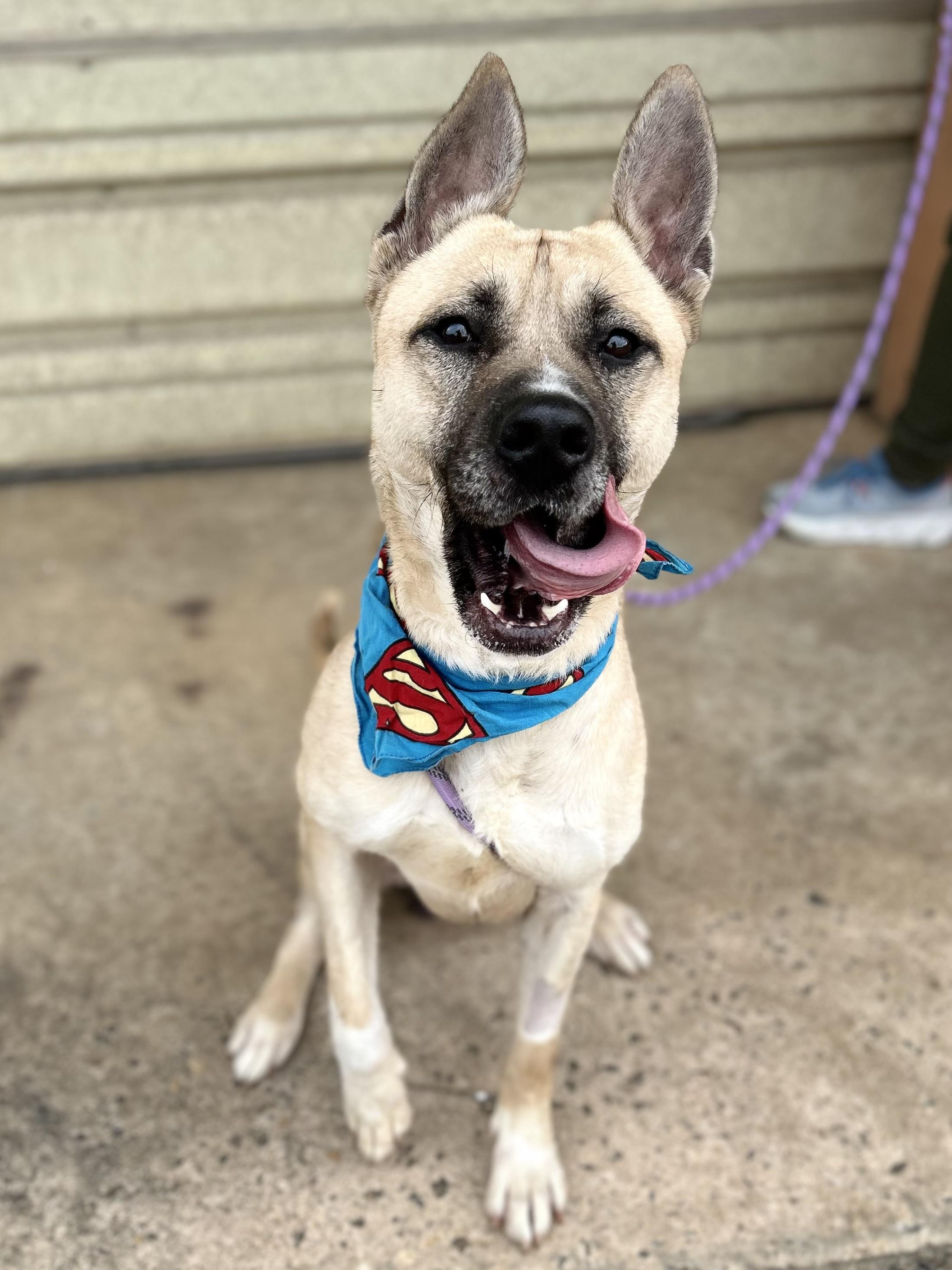 Kai, a other mixed breed in Marion, NC image 5/6