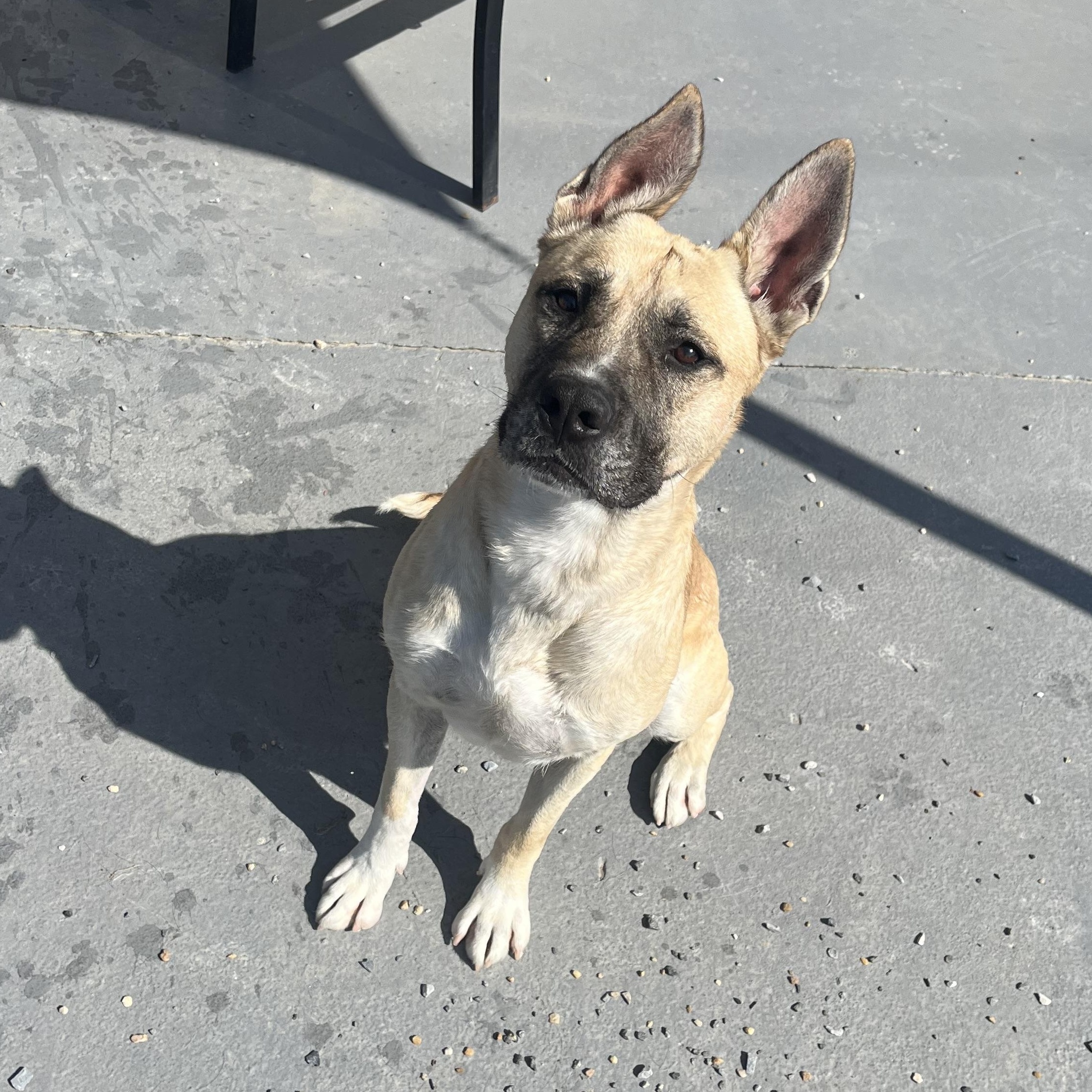 Kai, Adult Male Akita