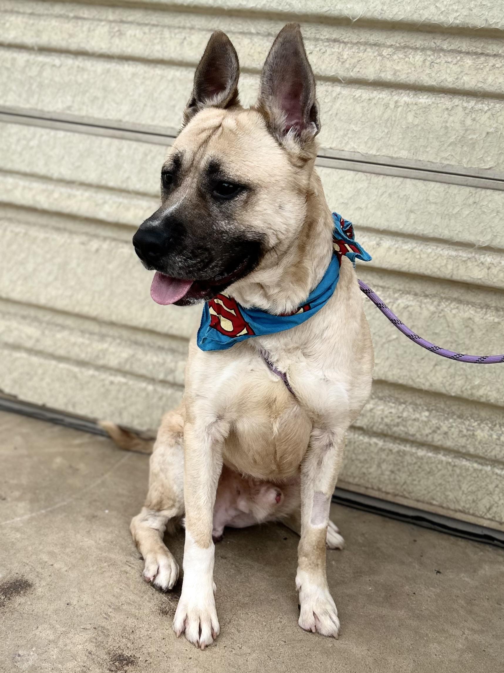 Kai, a other mixed breed in Marion, NC image 1/6