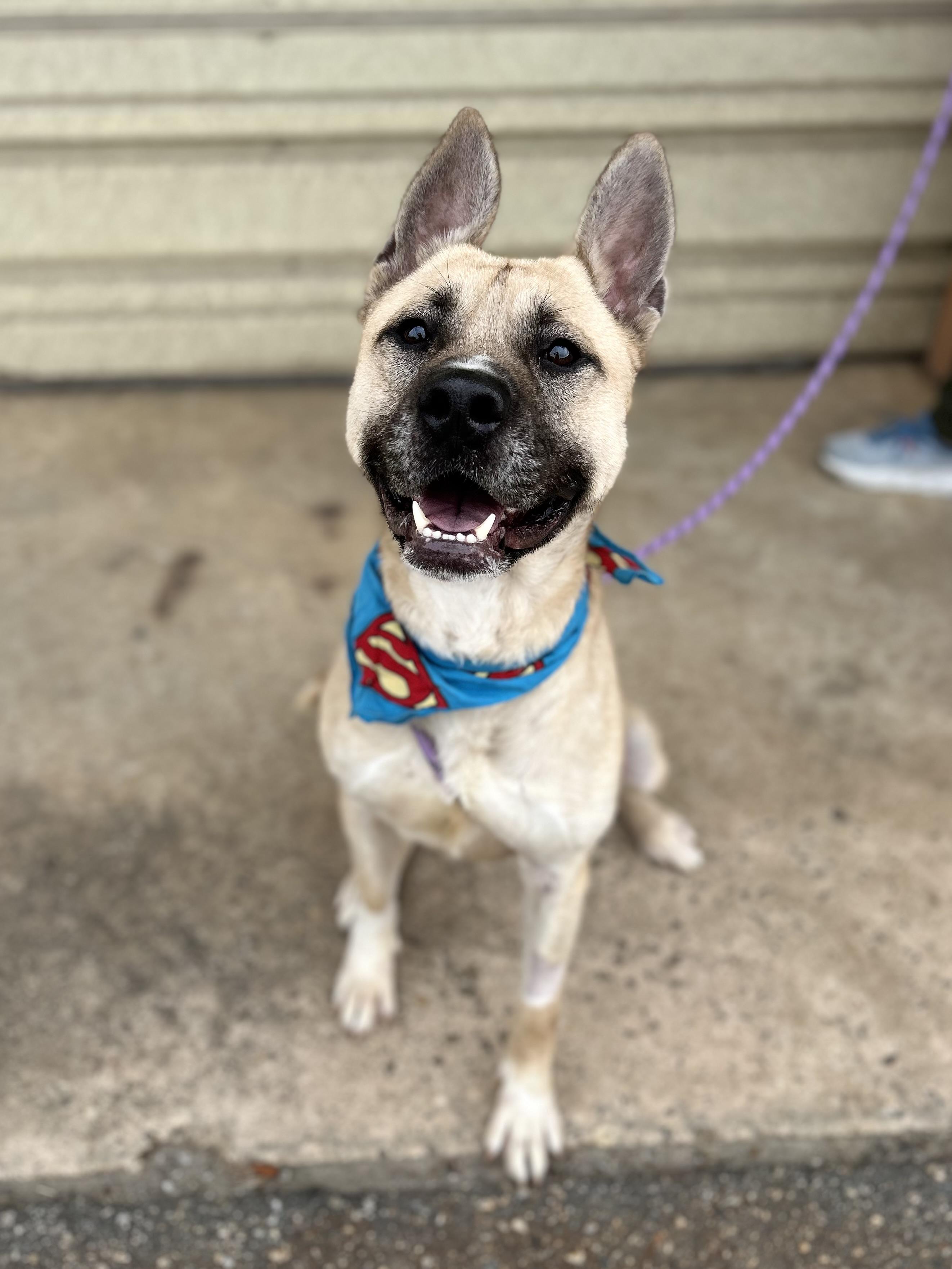 Kai, a other mixed breed in Marion, NC image 6/6