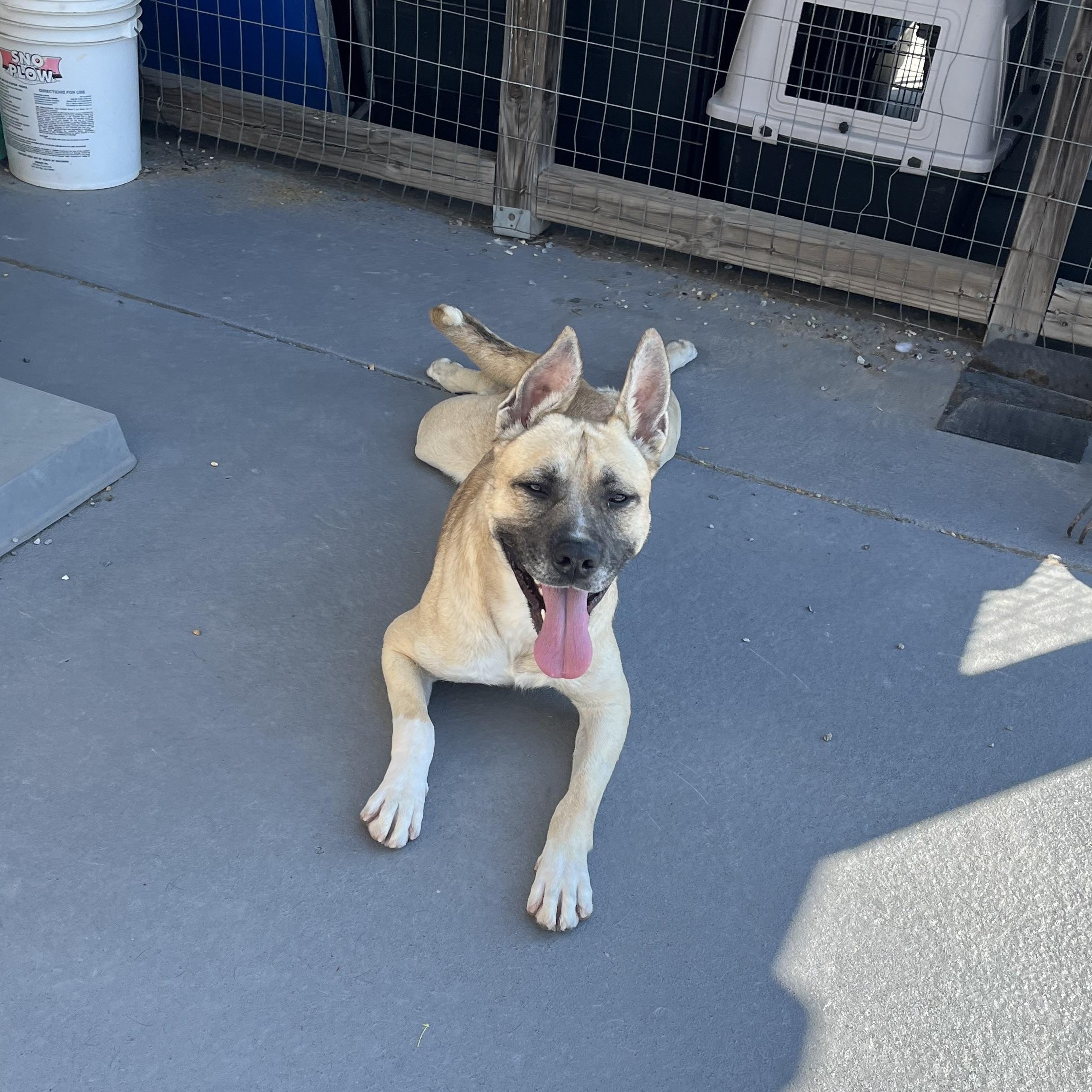 Kai, a other mixed breed in Marion, NC image 3/6