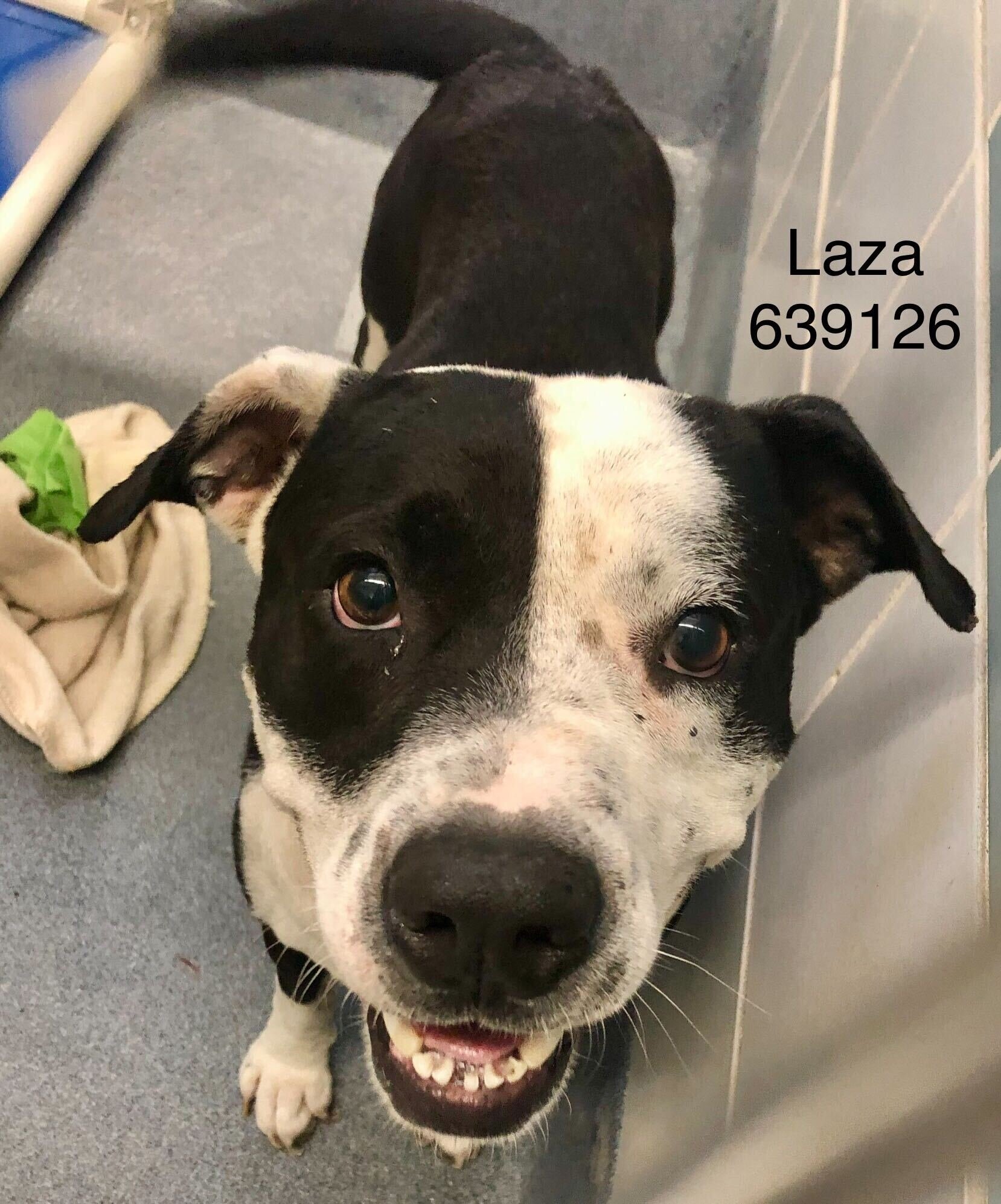 Laza — thumbnail 2