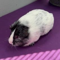 Enlarge Buddy & Jagz, a ADOPTABLE Short-Haired in San Antonio, TX image 2/3