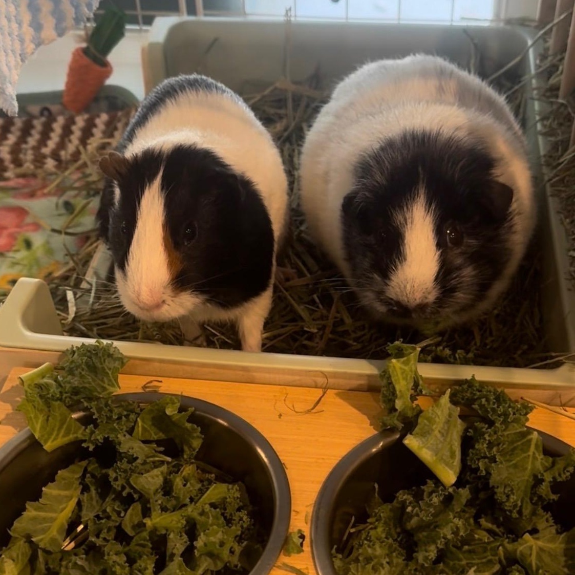 Buddy & Jagz, ADOPTABLE, Adult Male Short-Haired.