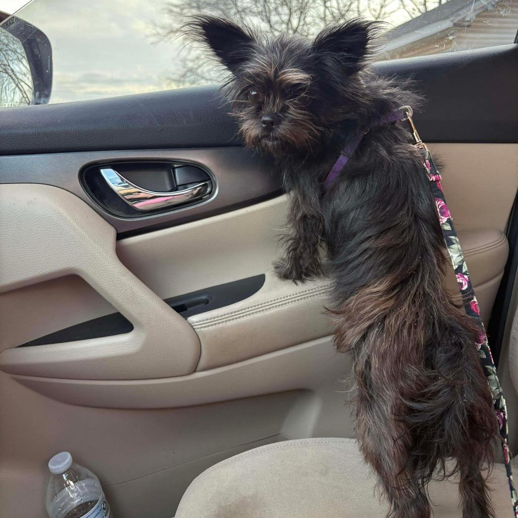 Enlarge Trixie, a Adoptable Affenpinscher in Oxford, ME image 1/6