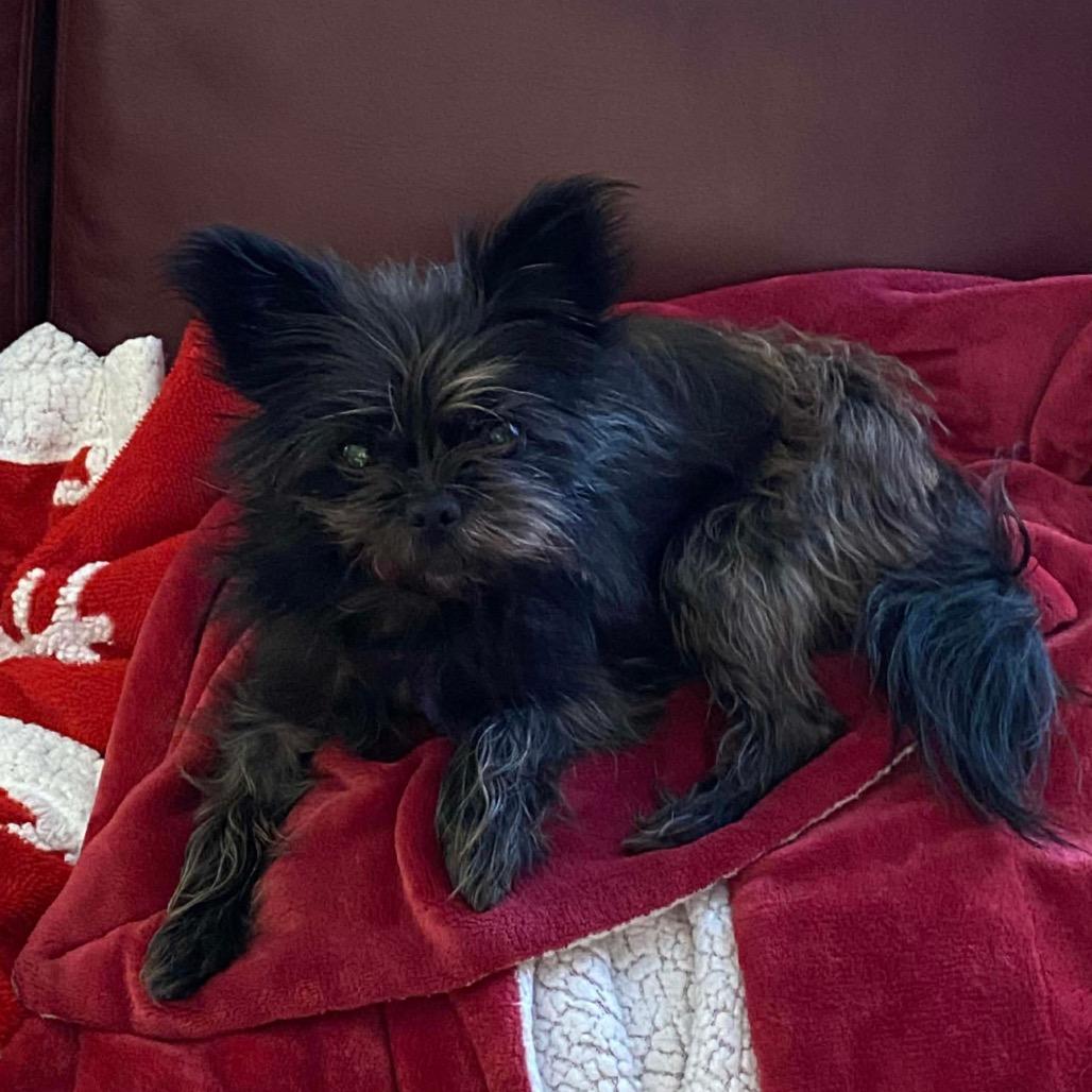 Enlarge Trixie, a Adoptable Affenpinscher in Oxford, ME image 2/6