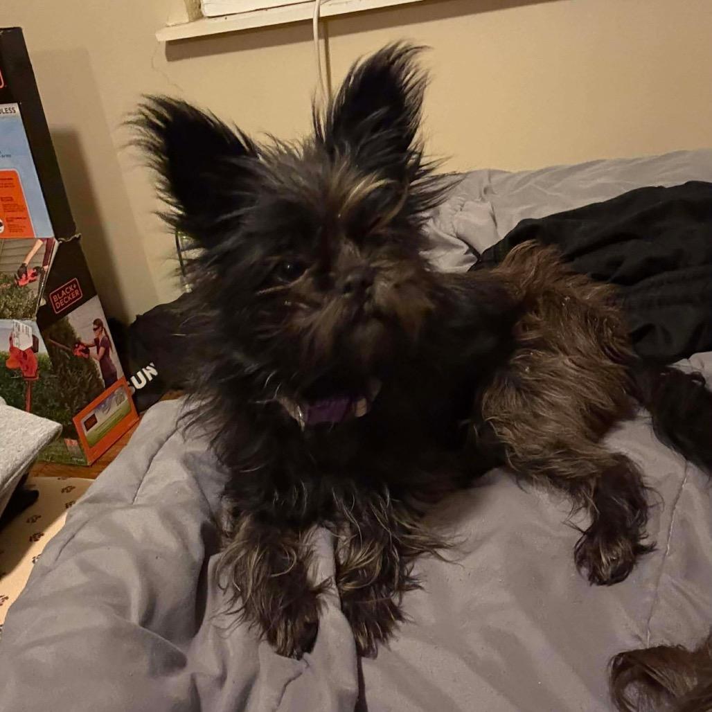 Enlarge Trixie, a Adoptable Affenpinscher in Oxford, ME image 4/6
