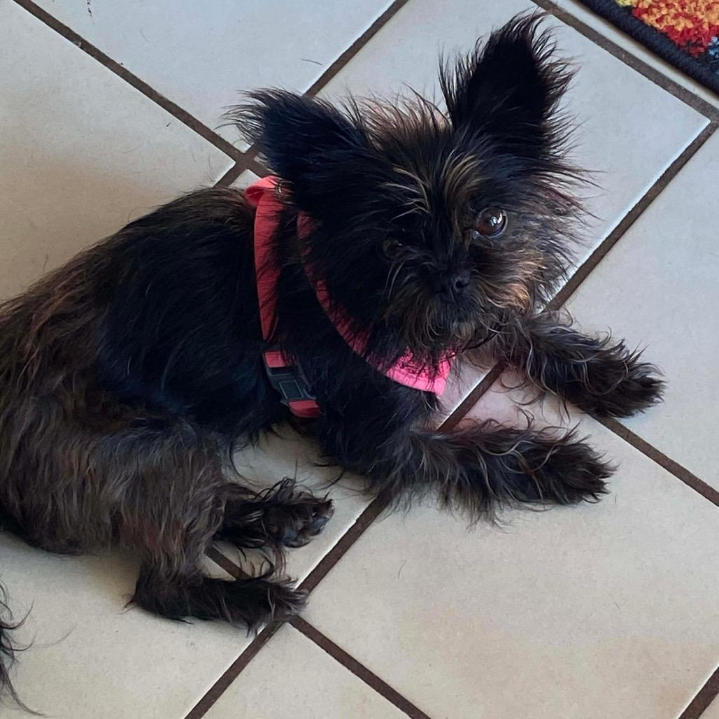 Enlarge Trixie, a Adoptable Affenpinscher in Oxford, ME image 5/6