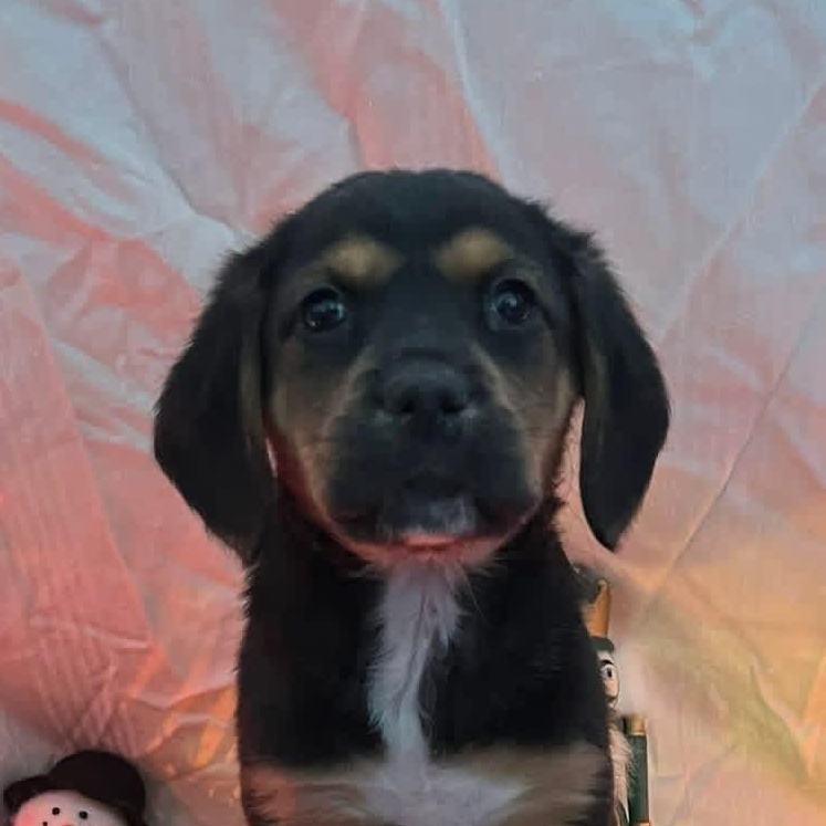 Enlarge Snickers, a ADOPTABLE mixed breed in Elkton, MD image 1/3