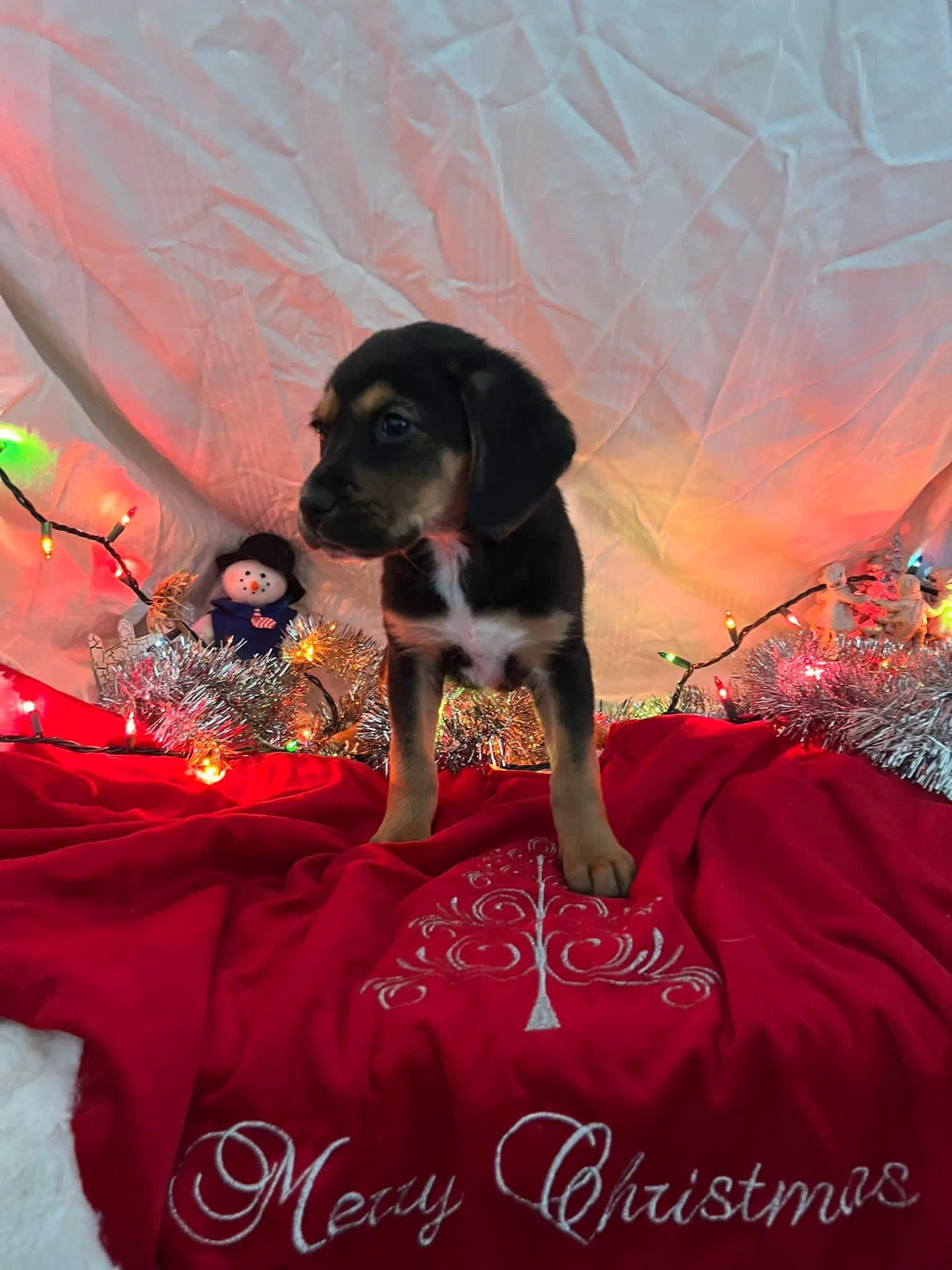 Enlarge Snickers, a ADOPTABLE mixed breed in Elkton, MD image 3/3