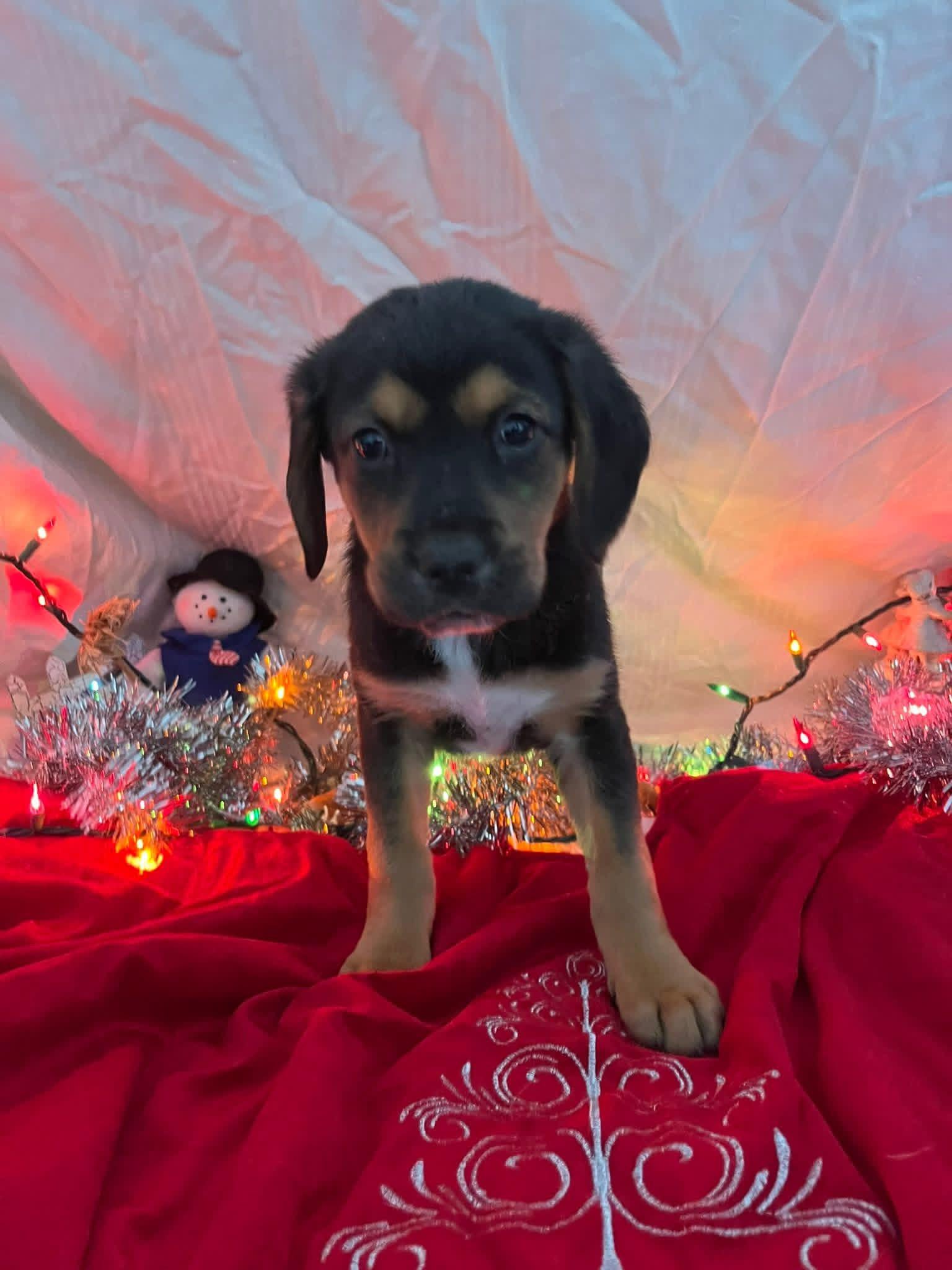 Enlarge Snickers, a ADOPTABLE mixed breed in Elkton, MD image 2/3