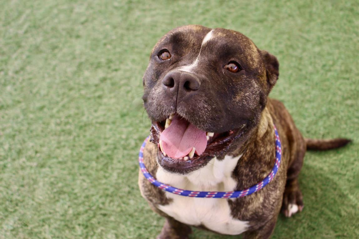 TULIP, Adoptable, Adult Female Pit Bull Terrier.