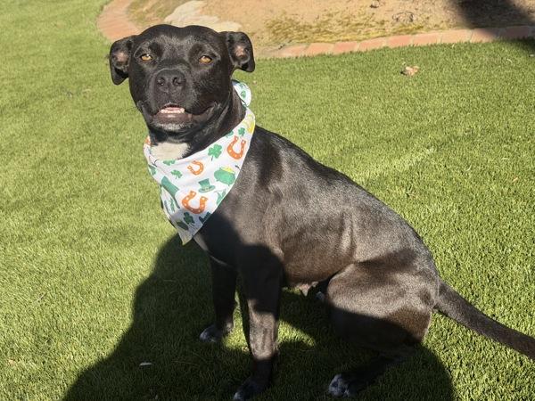 Enlarge Miss Ducky, a Adoptable mixed breed in Escondido, CA image 1/1