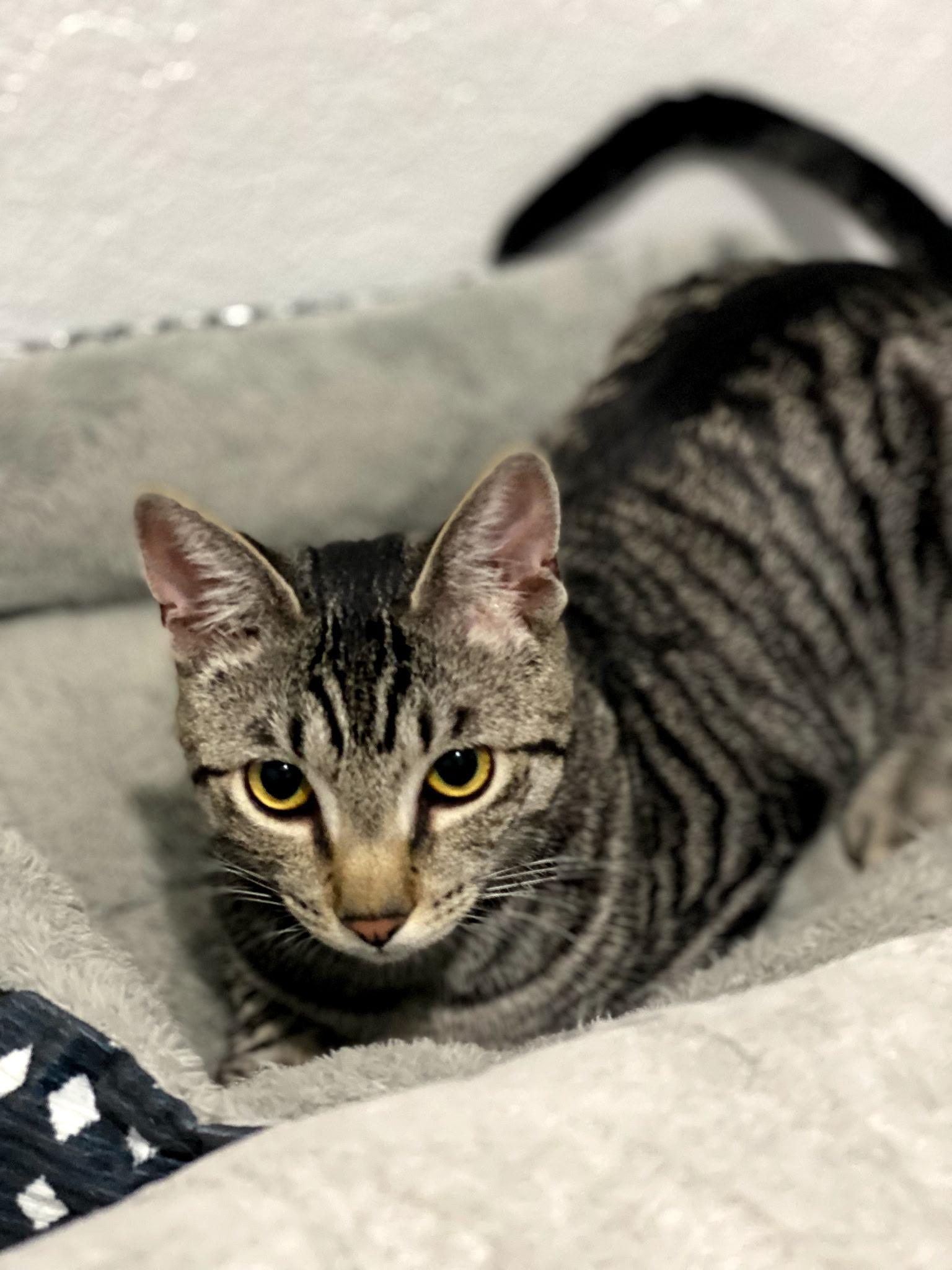 Enlarge Dash, a ADOPTABLE Domestic Short Hair in Bridgewater, NJ image 1/3