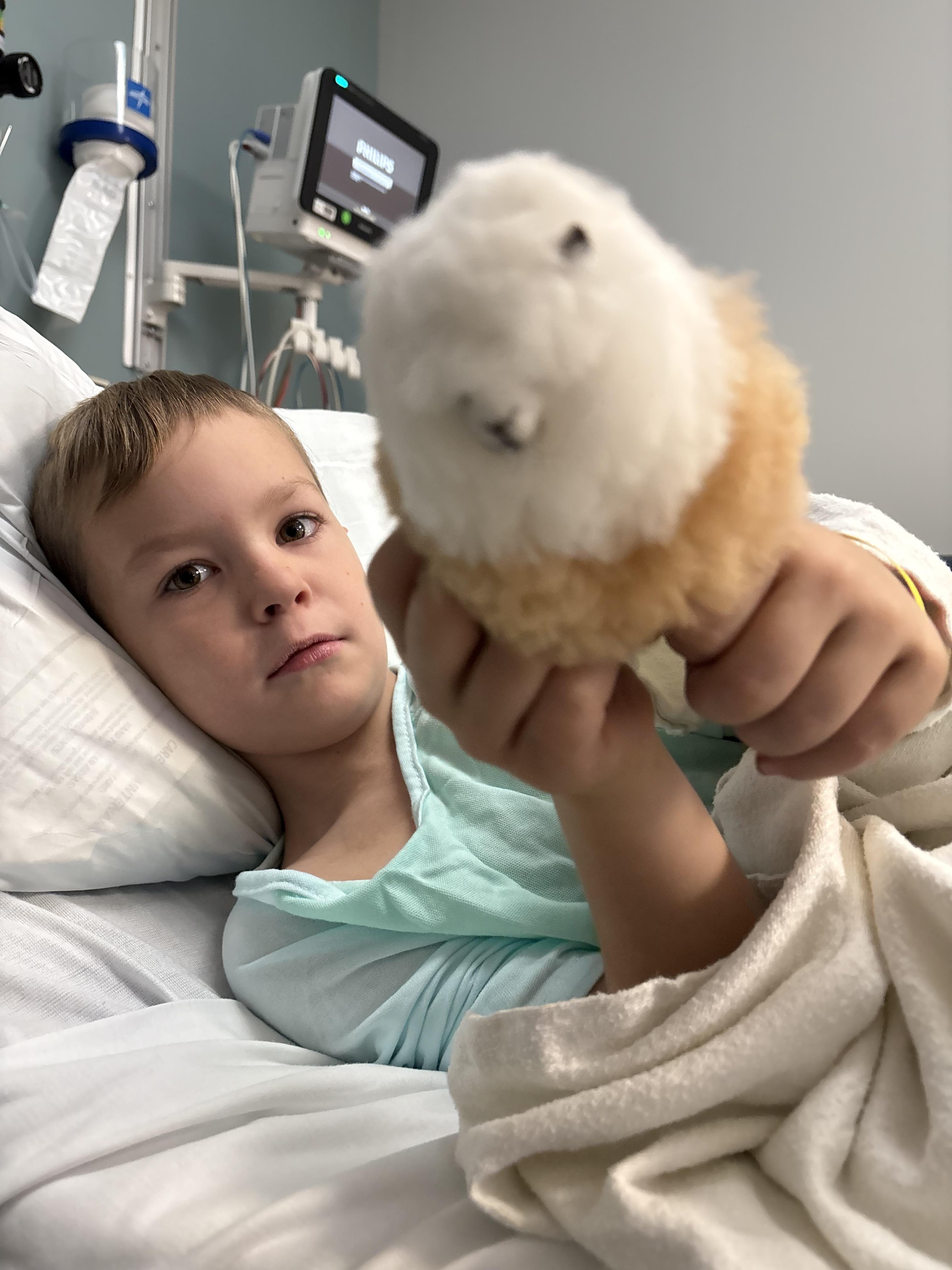 Enlarge Dash, a ADOPTABLE Domestic Short Hair in Bridgewater, NJ image 3/3