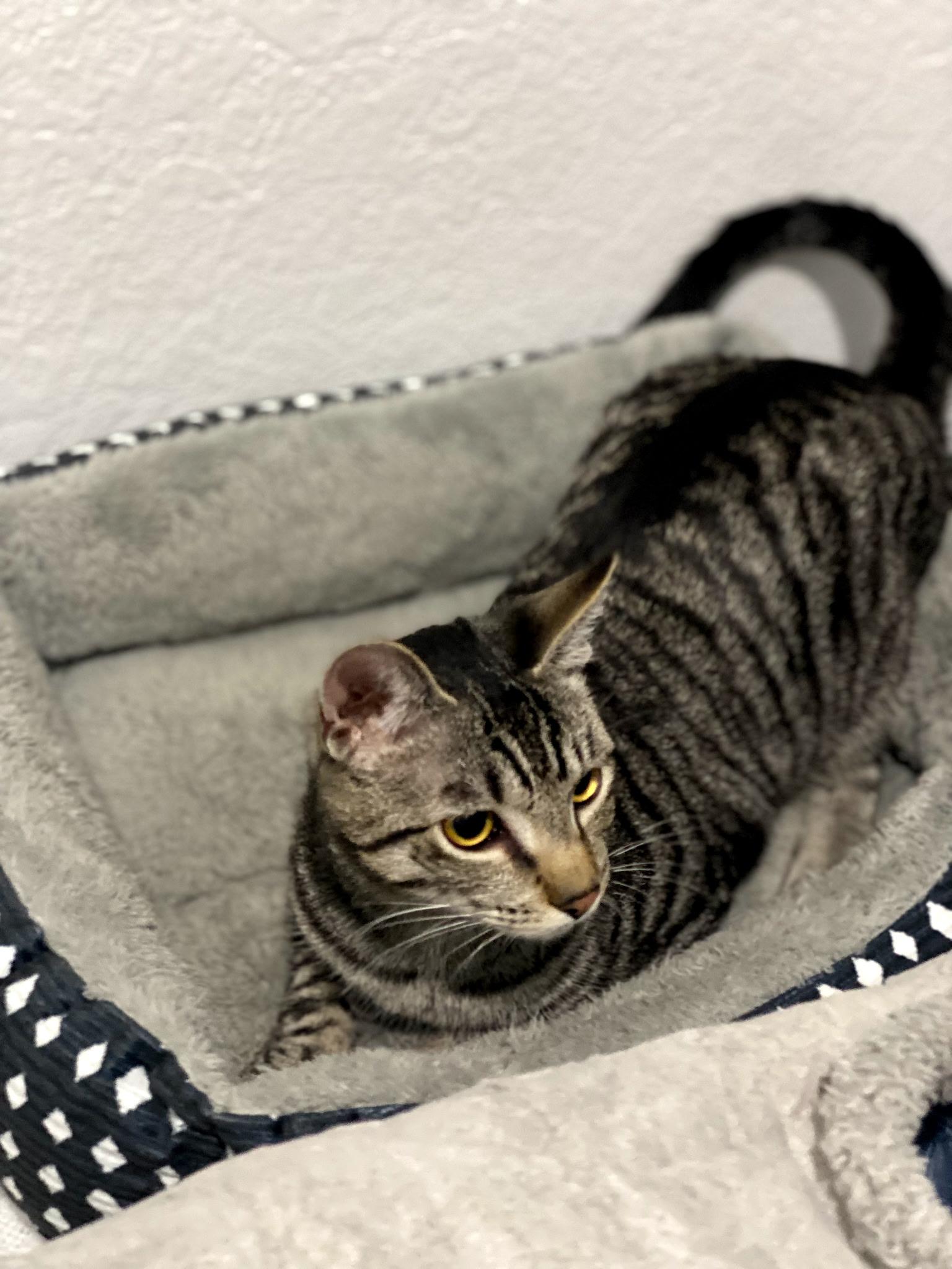 Enlarge Dash, a ADOPTABLE Domestic Short Hair in Bridgewater, NJ image 2/3