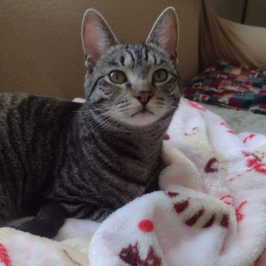 Dash, an adopted Domestic Short Hair in Bridgewater, NJ image 1/3
