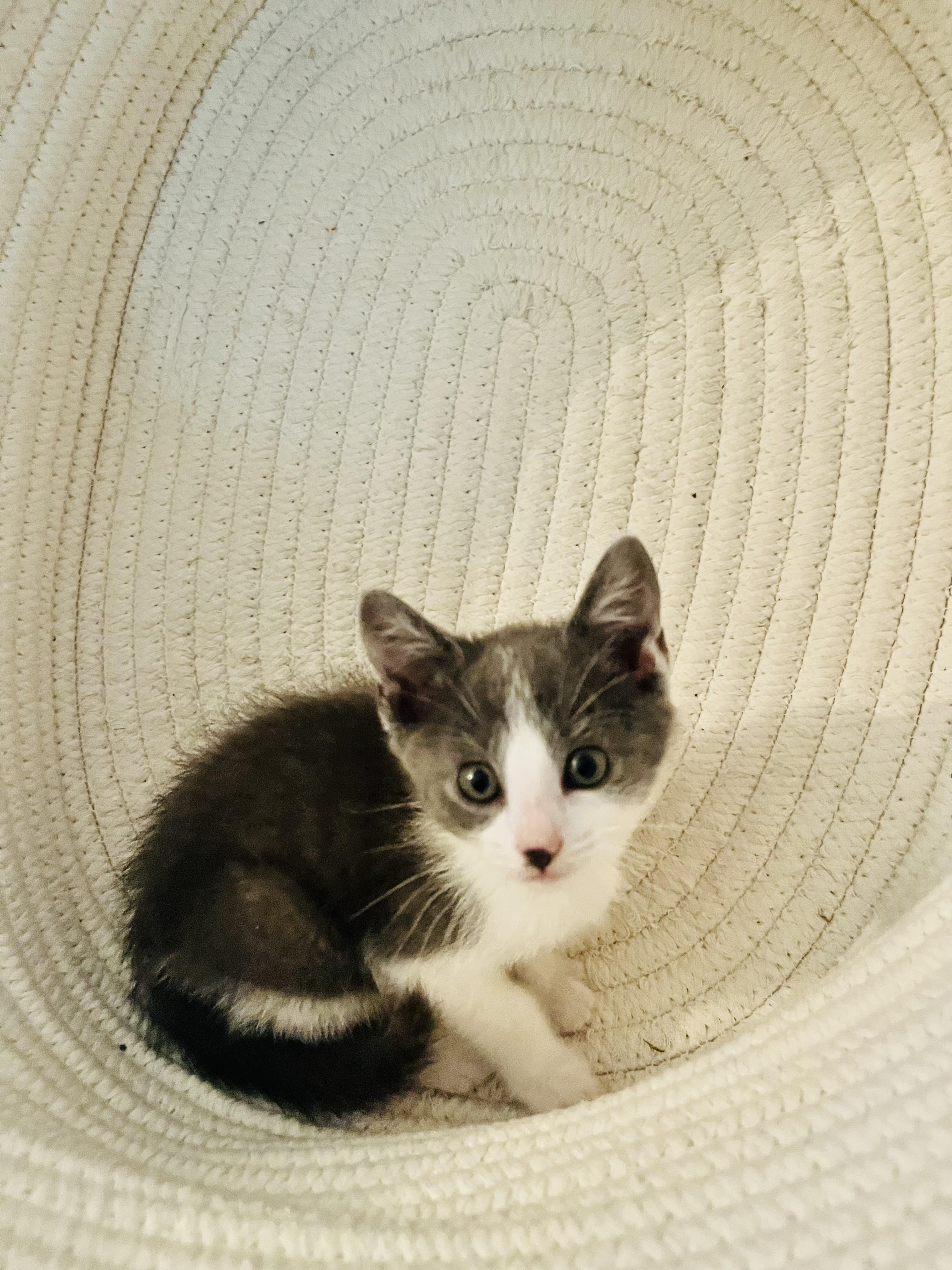 Enlarge Nyx, a Adoptable mixed breed in Arlington, TX image 2/2