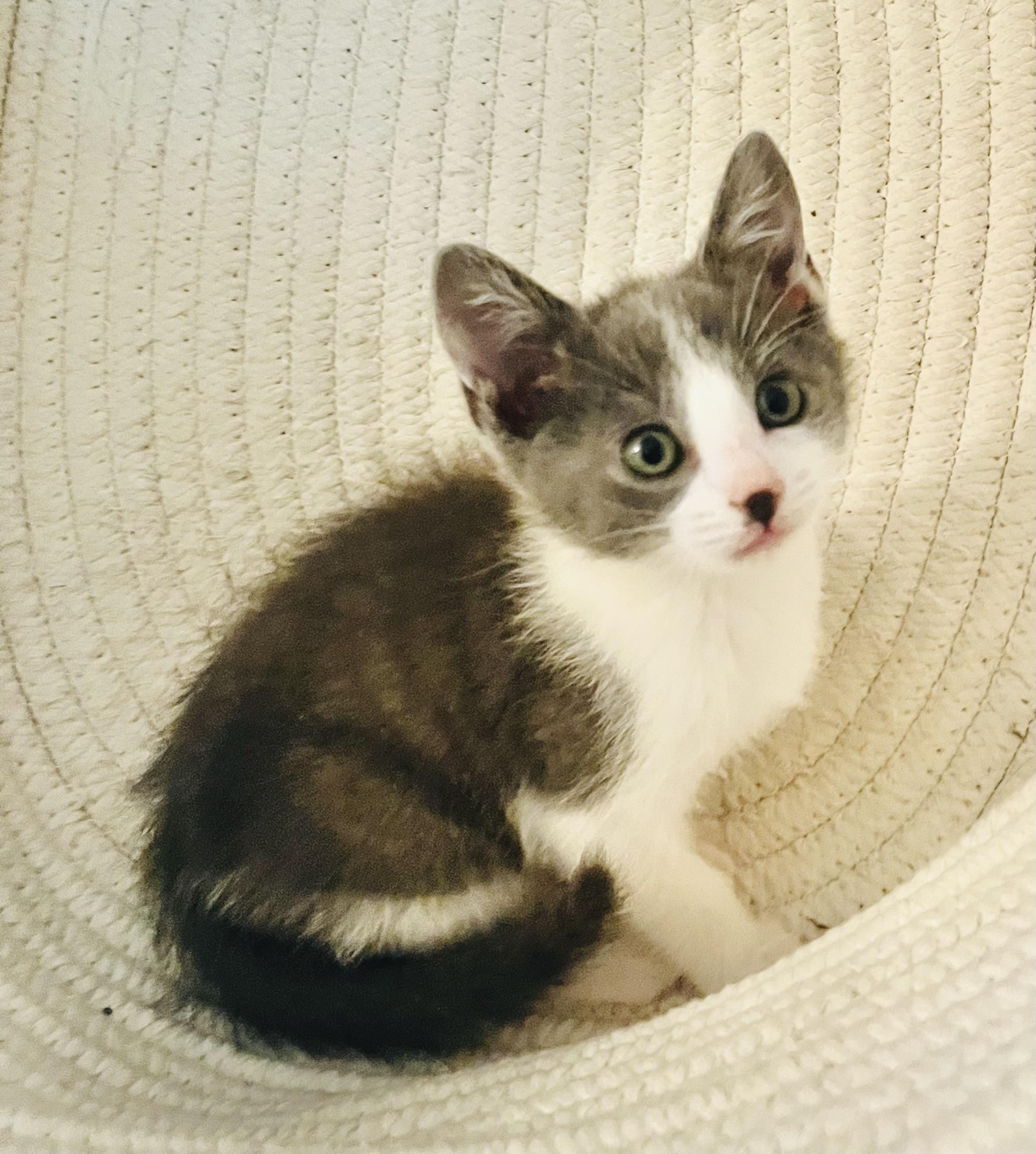 Enlarge Nyx, a Adoptable mixed breed in Arlington, TX image 1/2