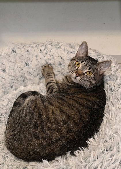Lily, Adoptable, Adult Female Domestic Short Hair & Domestic Short Hair.