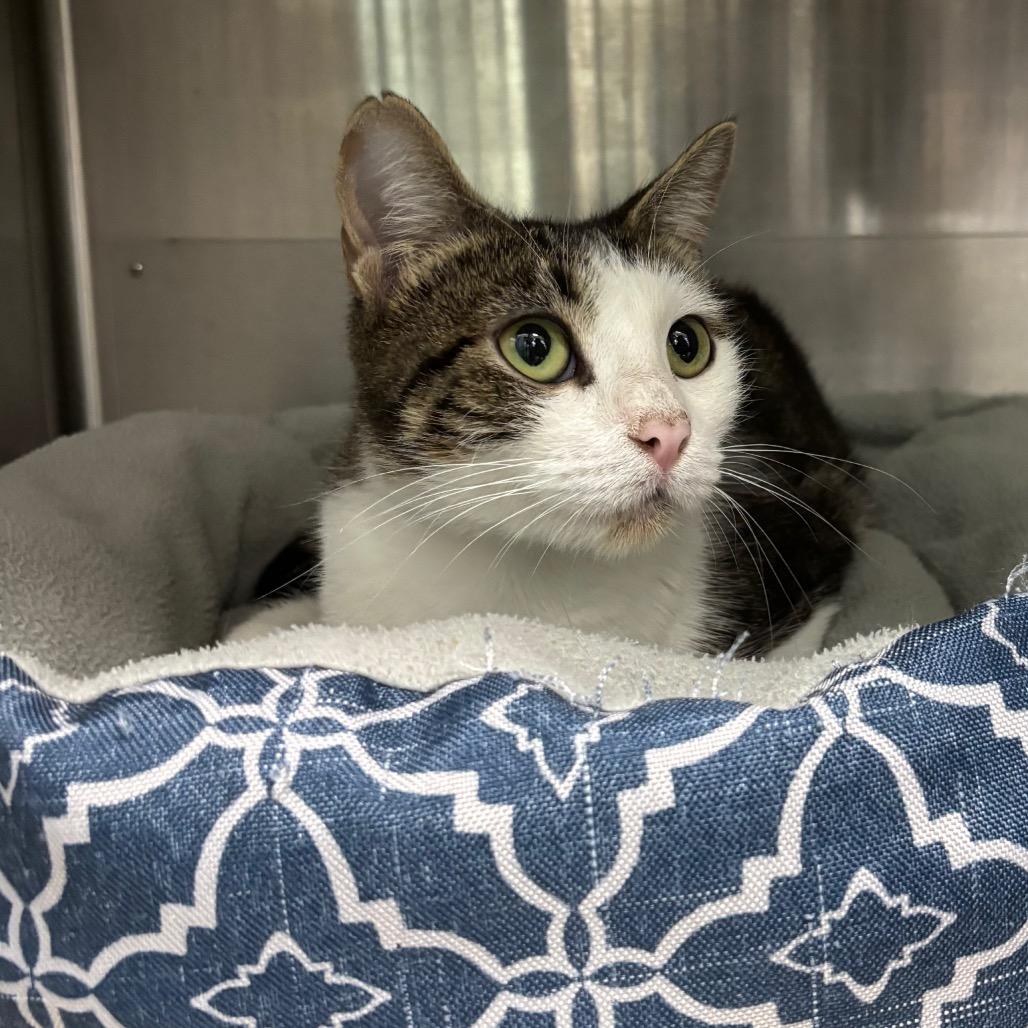 Leto, Adoptable, Adult Female Domestic Short Hair.