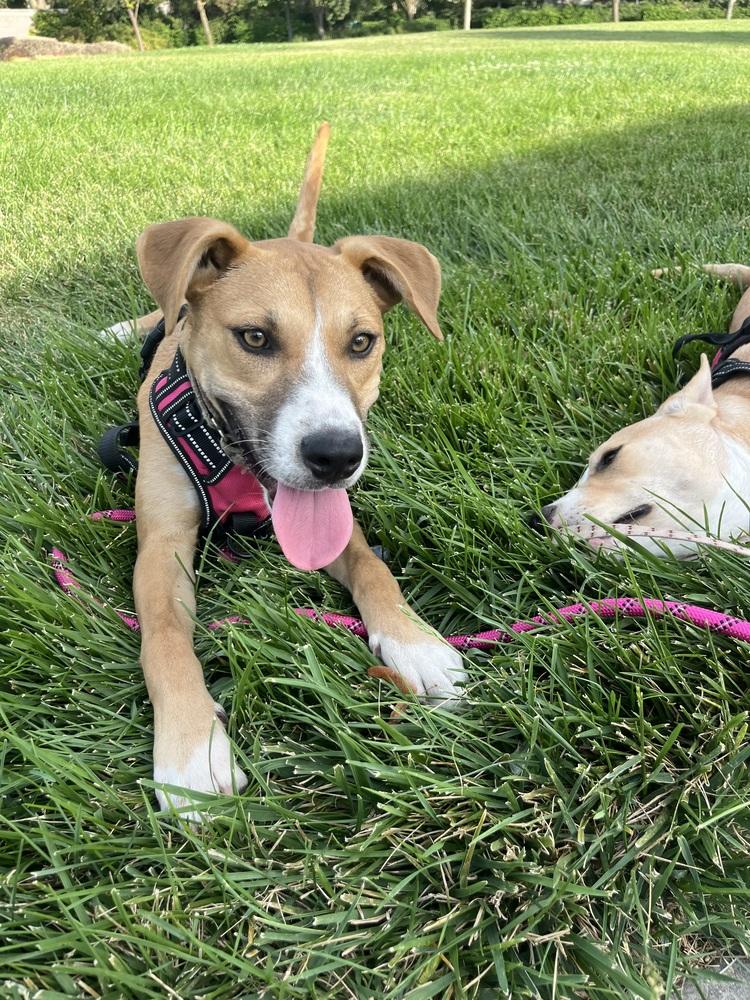Enlarge Puppy Meg - COURTESY POST, a Adoptable mixed breed in Fulton, CA image 2/6