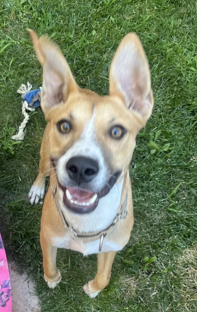 Enlarge Puppy Meg - COURTESY POST, a Adoptable mixed breed in Fulton, CA image 3/6