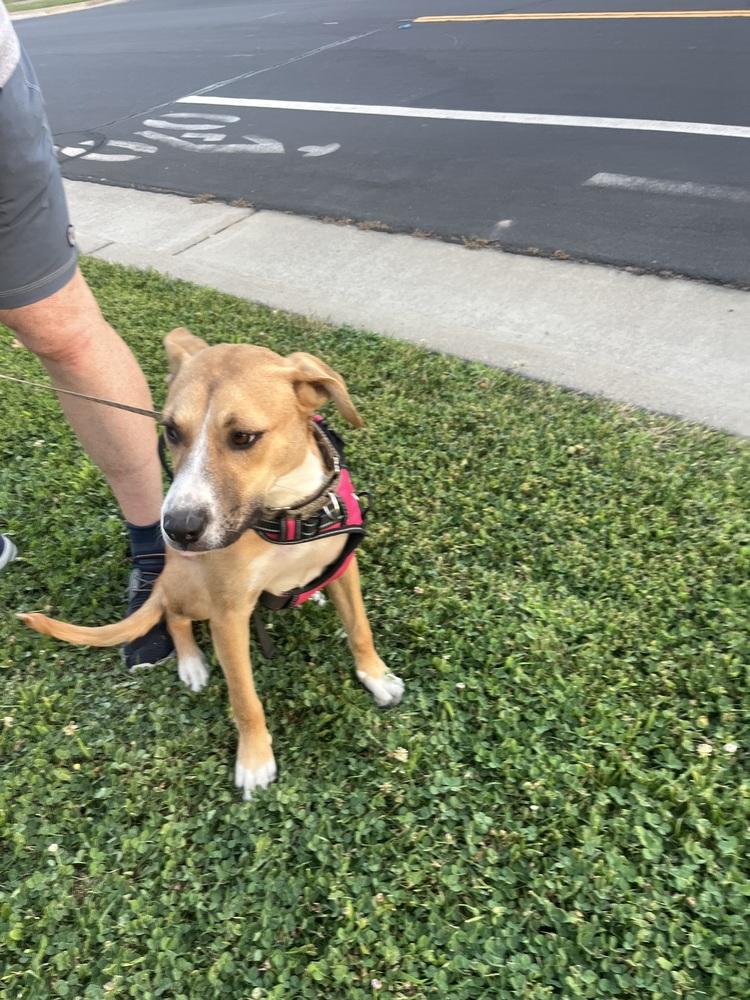 Enlarge Puppy Meg - COURTESY POST, a Adoptable mixed breed in Fulton, CA image 4/6