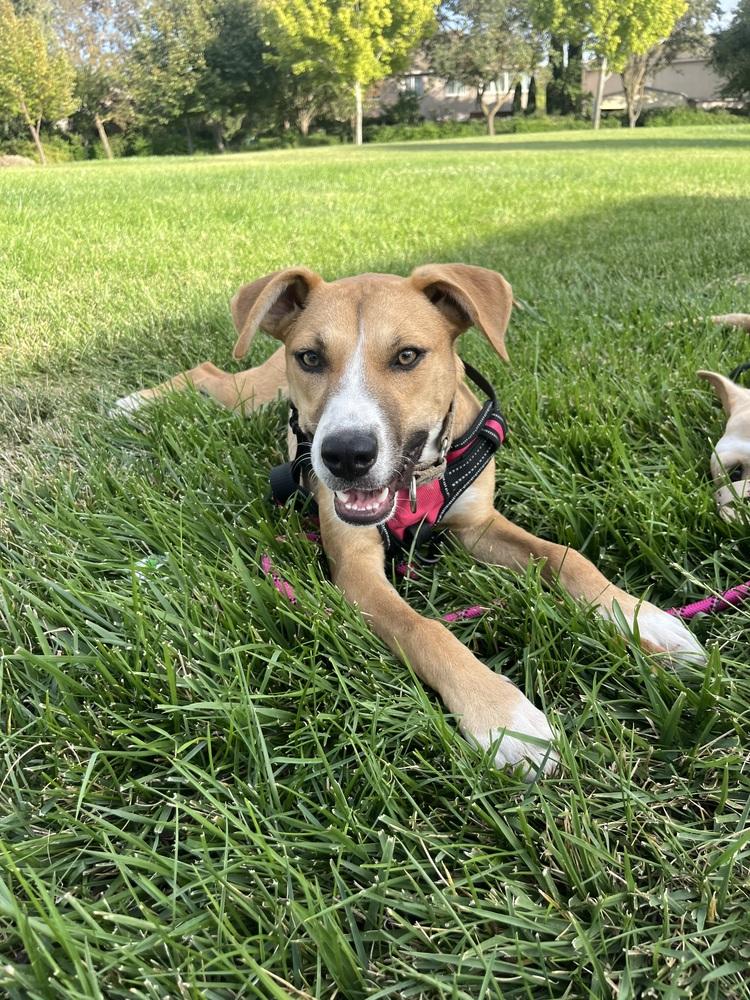 Enlarge Puppy Meg - COURTESY POST, a Adoptable mixed breed in Fulton, CA image 5/6