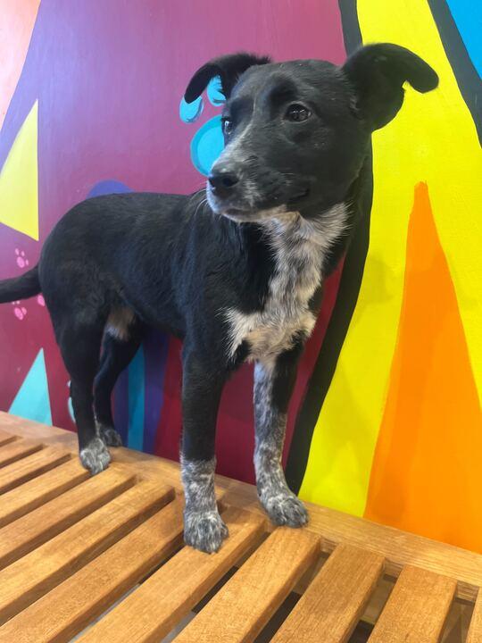 Enlarge Dress, an adopted mixed breed in Jackson, MI image 1/5