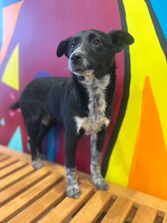 Enlarge Dress, an adopted mixed breed in Jackson, MI image 2/5