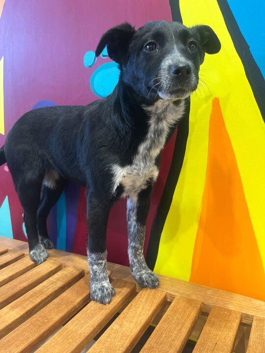 Enlarge Dress, an adopted mixed breed in Jackson, MI image 3/5