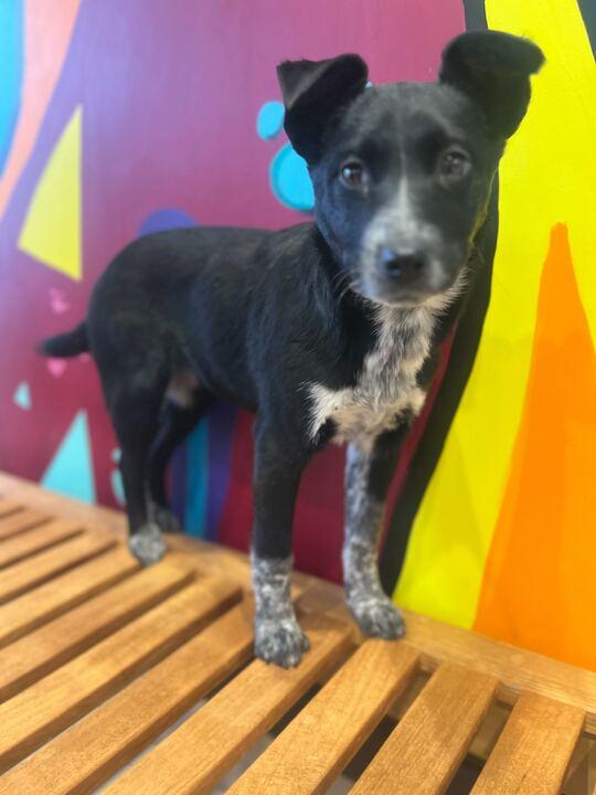 Enlarge Dress, an adopted mixed breed in Jackson, MI image 4/5