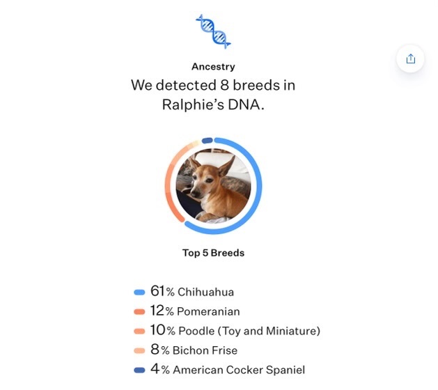 Ralphie, Adoptable, Adult Male Chihuahua & Pomeranian.