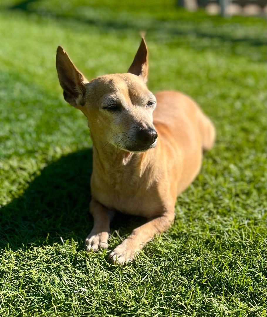 Ralphie, a Adoptable mixed breed in Burbank, CA image 2/6