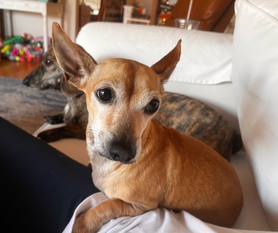 Ralphie, a Adoptable mixed breed in Burbank, CA image 3/6